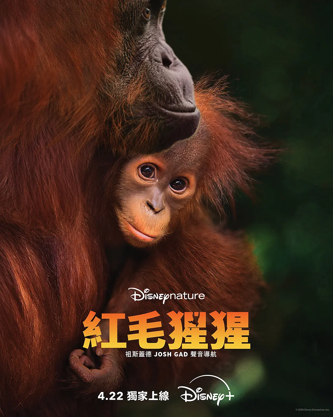 [纪录片]《红毛猩猩》(2026) 夸克网盘/百度网盘资源下载-319影社